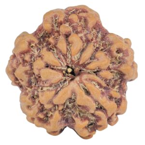 1MK(Underdeveloped) 22.8mm 4gm - Rudraksha back