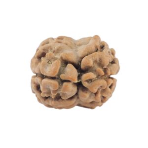 2 Mukhi Rudraksha 20.7mm 1.6gm - Rudraksha back