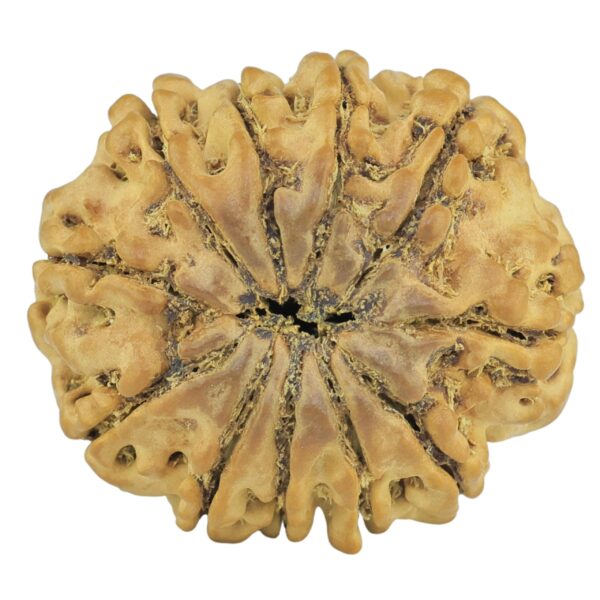 11 Mukhi Rudraksha 24.2mm 3.57gm - Rudraksha back