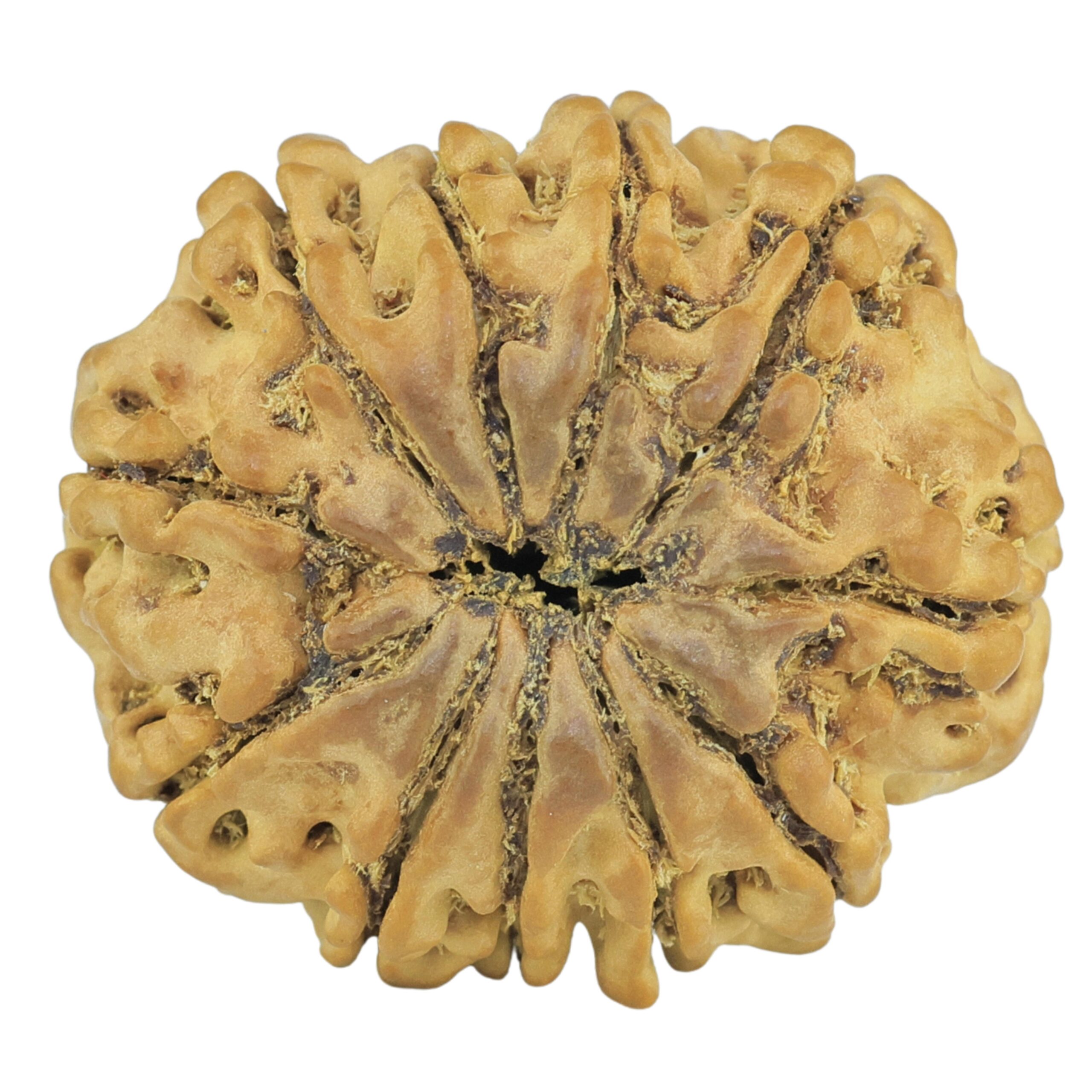 11 Mukhi Rudraksha 24.2mm 3.57gm - Rudraksha back