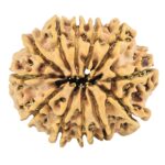12 Mukhi Rudraksha 25.6mm 3.51gm - Rudraksha back