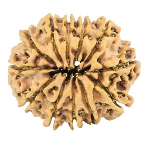 12 Mukhi Rudraksha 25.6mm 3.51gm - Rudraksha back