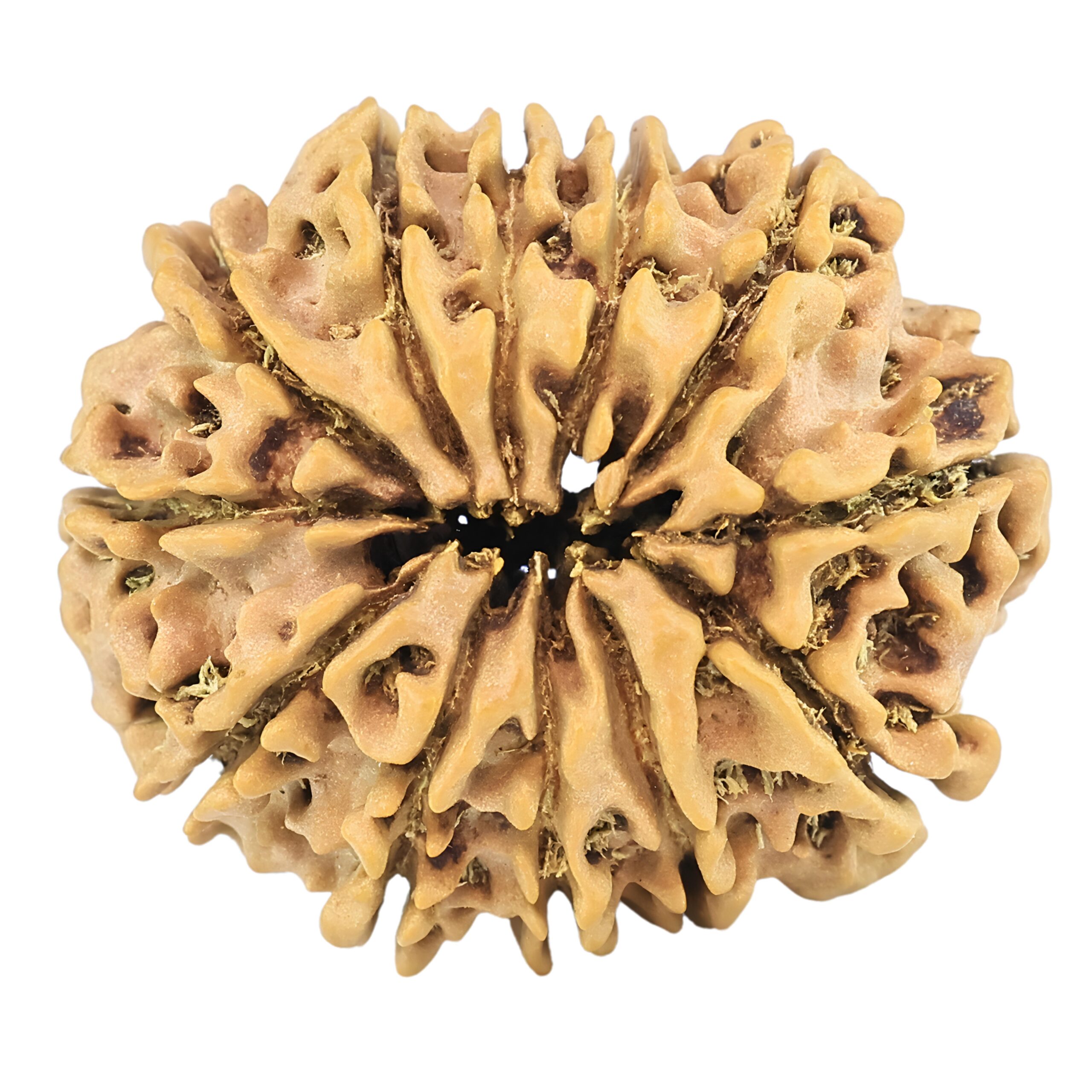 12 Mukhi Rudraksha 25.6mm 3.51gm - Rudraksha back