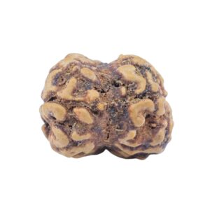 2 Mukhi Rudraksha 22.6mm 1.77gm - Rudraksha back