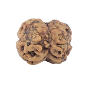 2 Mukhi Rudraksha 22.9mm 2gm - Rudraksha back