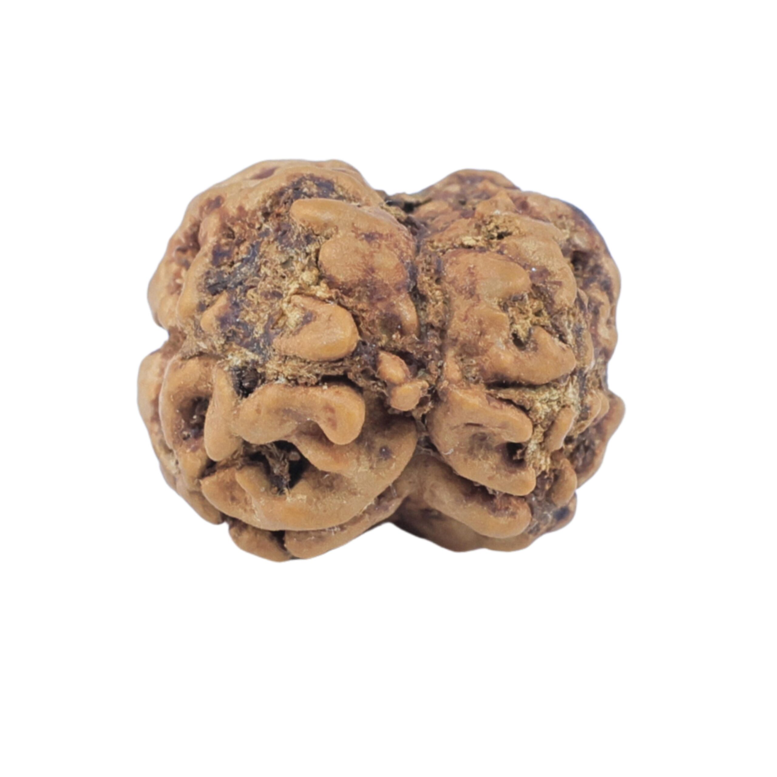 2 Mukhi Rudraksha 22.9mm 2gm - Rudraksha back