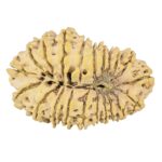 21 Mukhi Rudraksha 32.1mm 4gm - Origin: Nepal - Rudraksha back