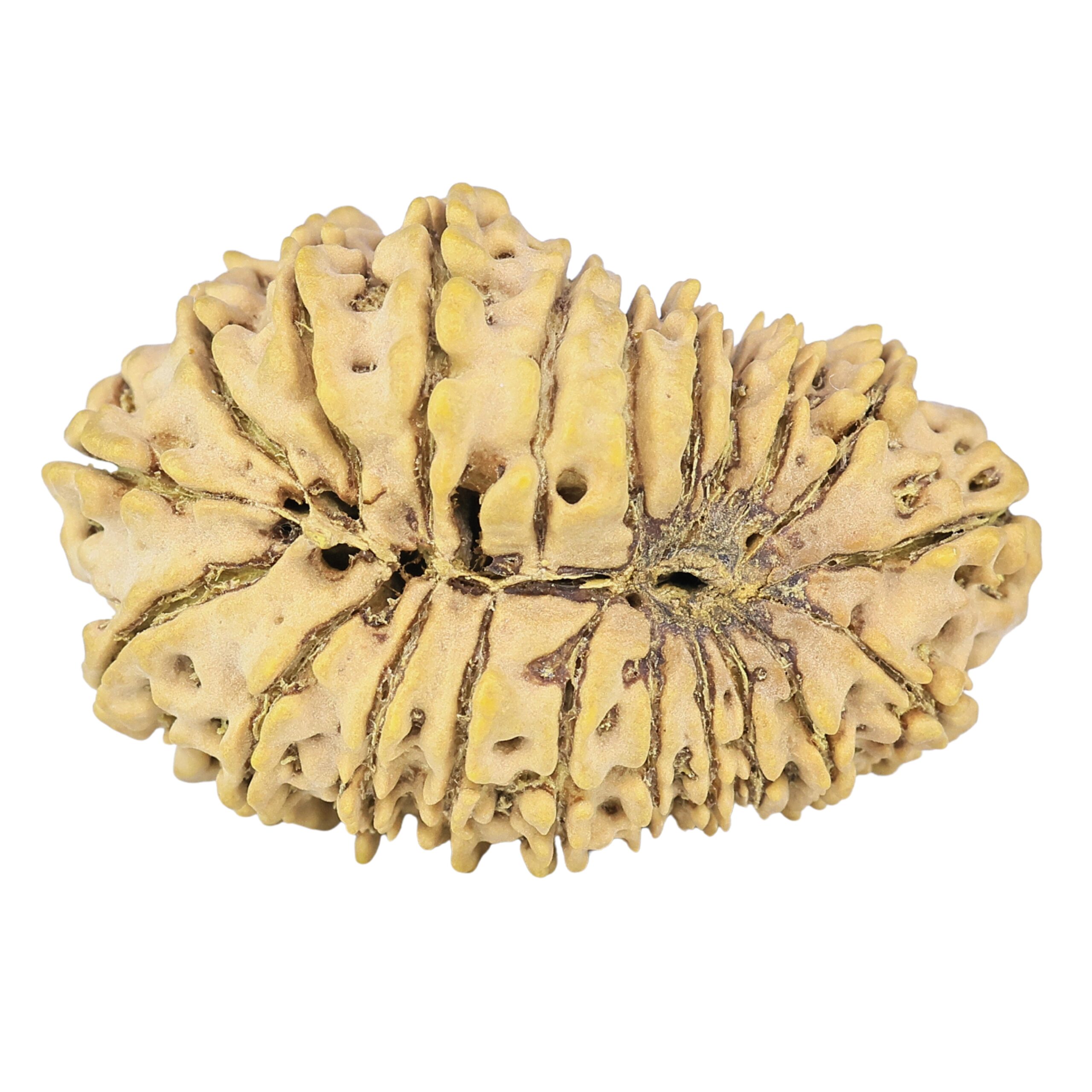 21 Mukhi Rudraksha 32.1mm 4gm - Origin: Nepal - Rudraksha back