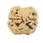 2 Mukhi Rudraksha 22.2mm 1.92gm - Rudraksha back