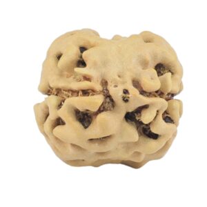 2 Mukhi Rudraksha 22.2mm 1.92gm - Rudraksha back