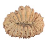 21 Mukhi Rudraksha 14.5mm 0.63gm - Rudraksha back