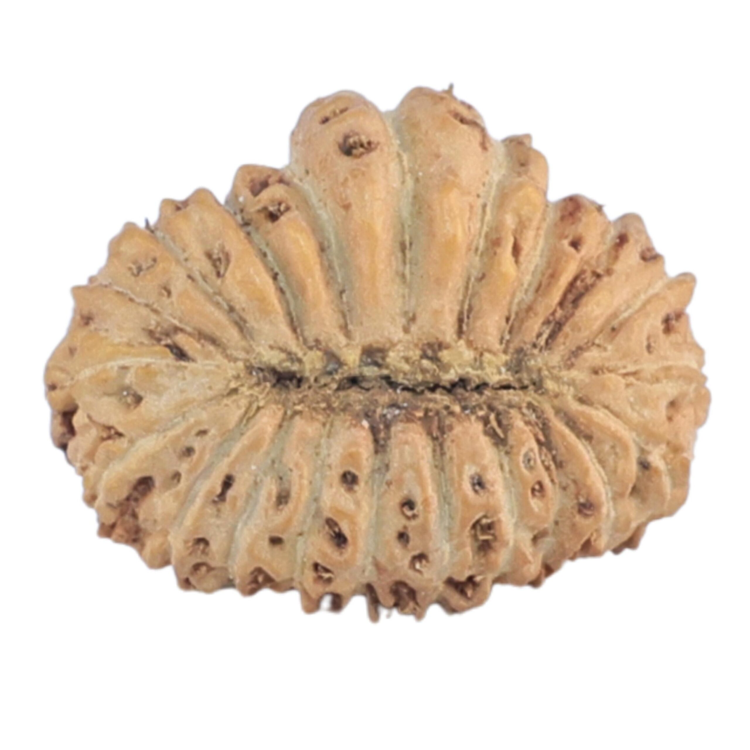 21 Mukhi Rudraksha 14.5mm 0.63gm - Rudraksha back