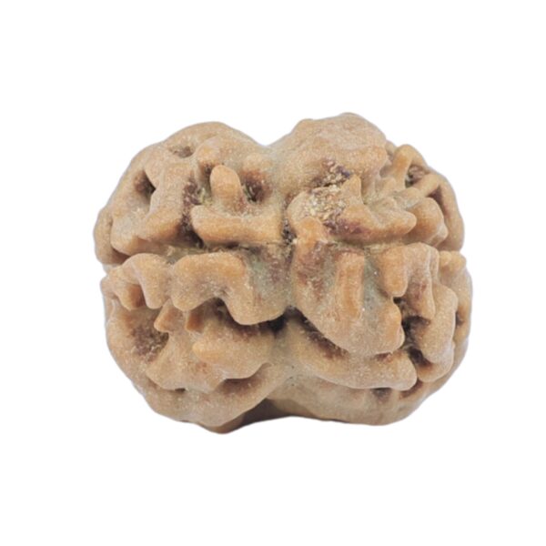 2 Mukhi Rudraksha 17.7mm 1.33gm - Rudraksha back