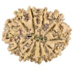 12 Mukhi Rudraksha 27.1mm 3.67gm - Rudraksha back