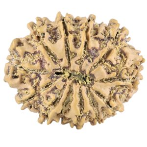 12 Mukhi Rudraksha 27.1mm 3.67gm - Rudraksha back