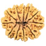 11 Mukhi Rudraksha 35.7mm 8.74gm - Rudraksha back