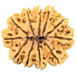 11 Mukhi Rudraksha 35.7mm 8.74gm - Rudraksha back