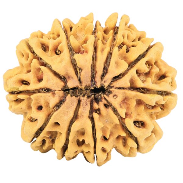 11 Mukhi Rudraksha 35.7mm 8.74gm - Rudraksha back