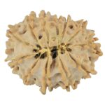 12 Mukhi Rudraksha 21.6mm 2.41gm - Rudraksha back