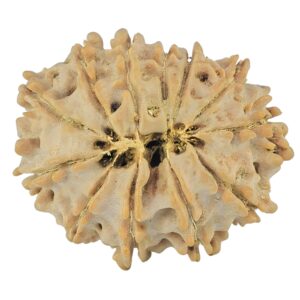 12 Mukhi Rudraksha 21.6mm 2.41gm - Rudraksha back