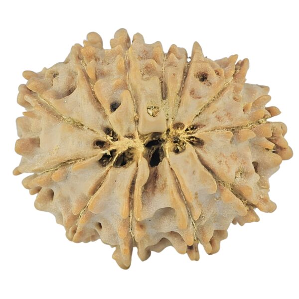 12 Mukhi Rudraksha 21.6mm 2.41gm - Rudraksha back