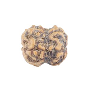 2 Mukhi Rudraksha 19.2mm 1.39gm - Rudraksha back