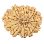 11 Mukhi Rudraksha 31.9mm 7.39gm - Rudraksha back