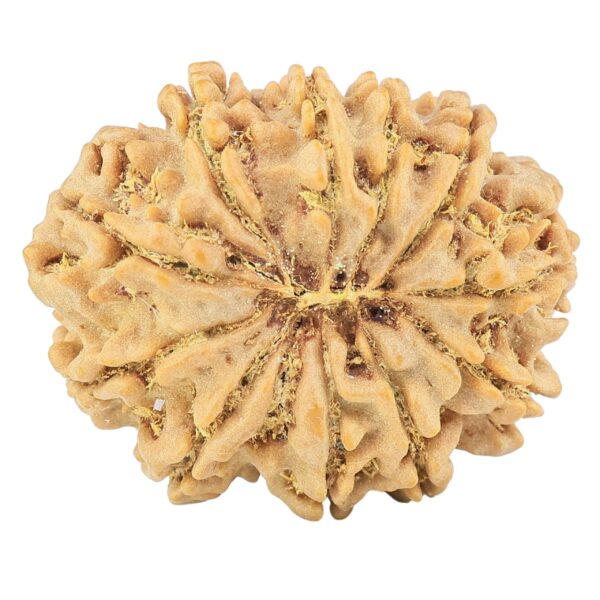 11 Mukhi Rudraksha 31.9mm 7.39gm - Rudraksha back