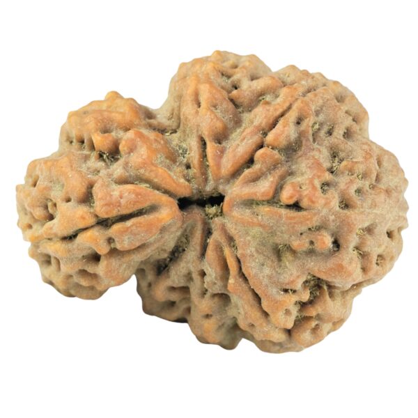 Sawar/Ganesh (6+1) 32.9mm 7.57gm - Rudraksha back