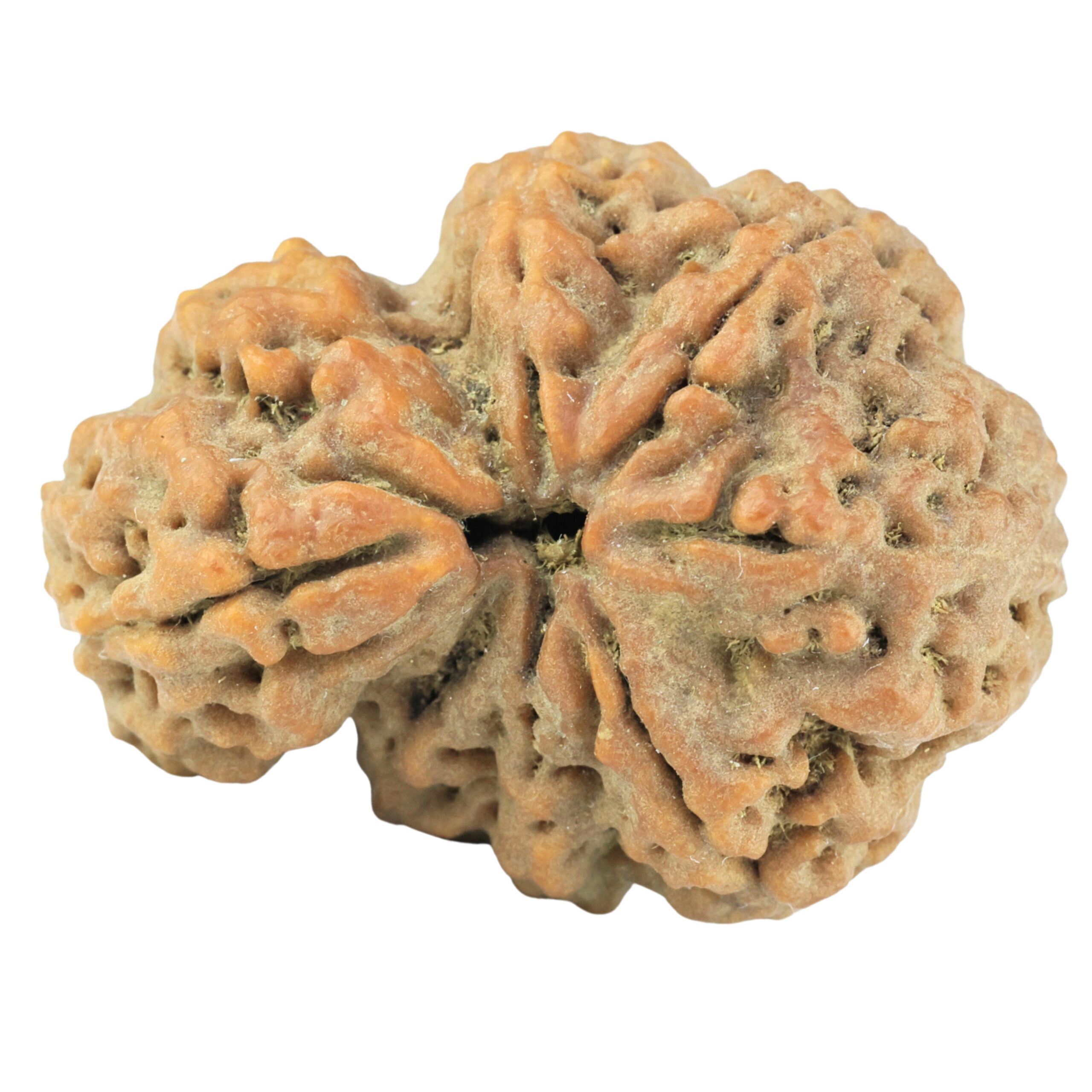 Sawar/Ganesh (6+1) 32.9mm 7.57gm - Rudraksha back