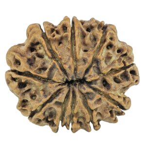 10 Mukhi Rudraksha 27mm 4.12gm - Rudraksha back