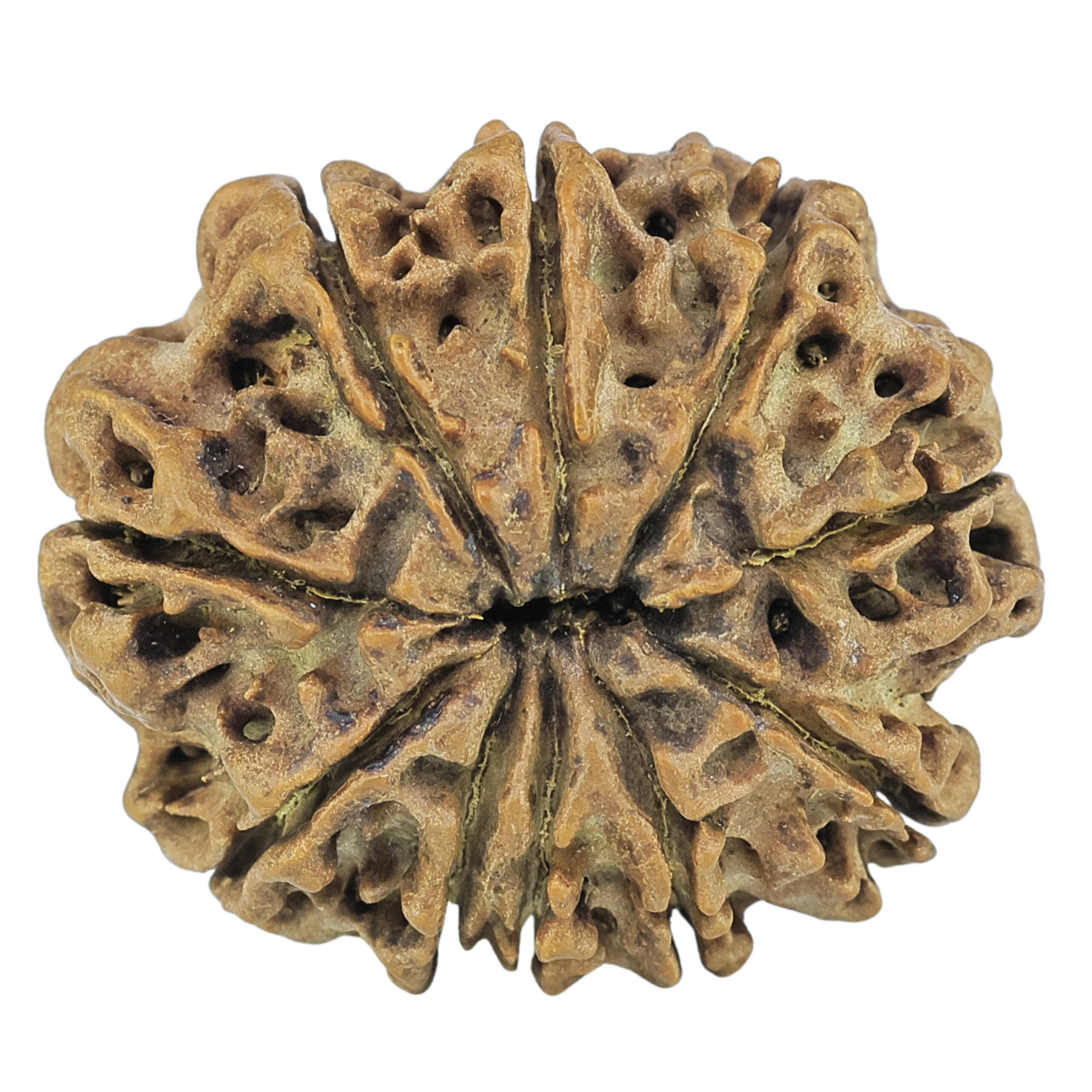 10 Mukhi Rudraksha 27mm 4.12gm - Rudraksha back
