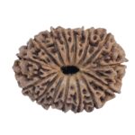 15 Mukhi Rudraksha 21.9mm 2.11gm - Rudraksha back