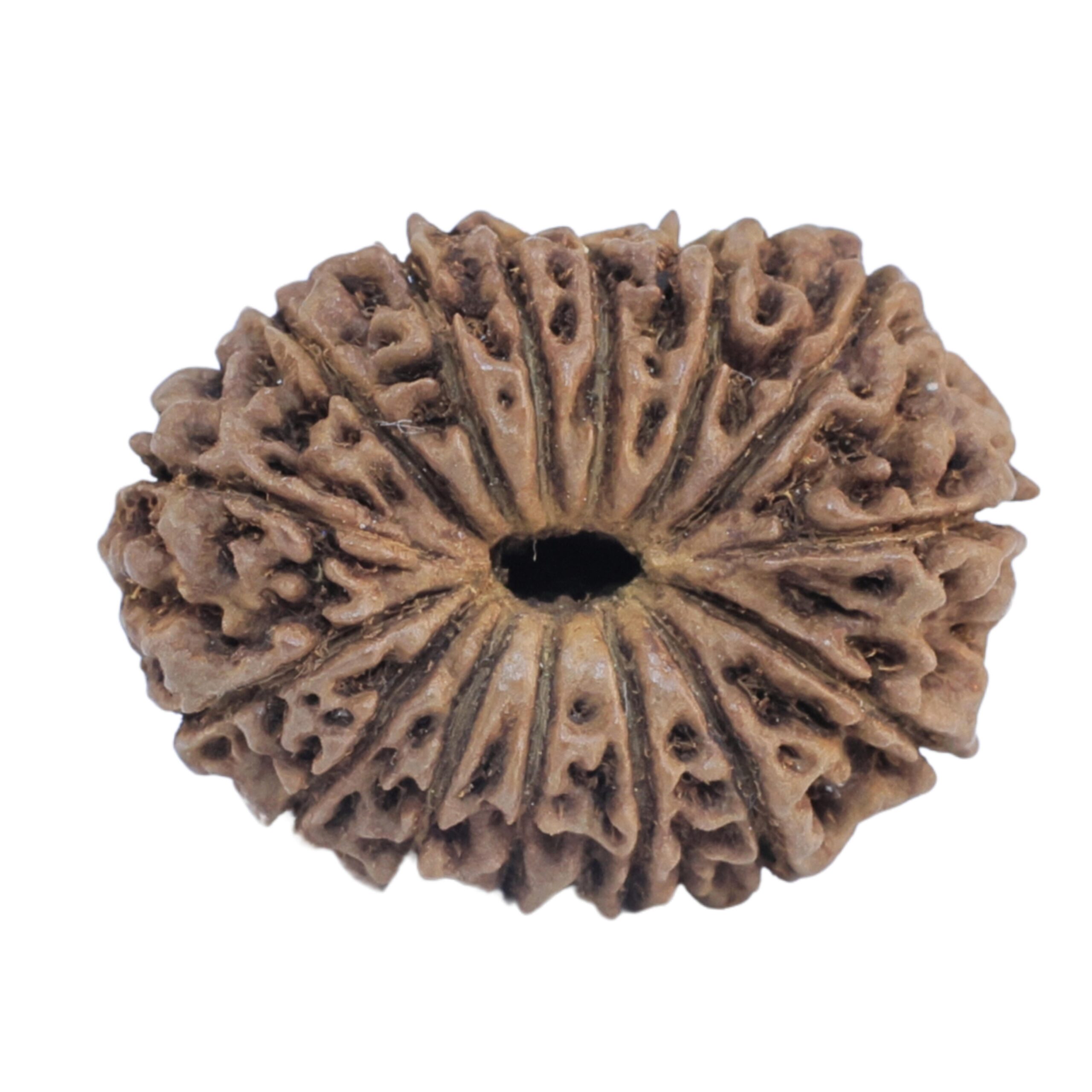 15 Mukhi Rudraksha 21.9mm 2.11gm - Rudraksha back