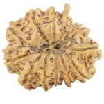 12 Mukhi Ganesh 28.2mm 5.14gm - Rudraksha back