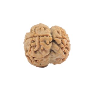 2 Mukhi Rudraksha 19.4mm 1.25gm - Rudraksha back