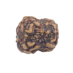 2 Mukhi Rudraksha 19.3mm 1.46gm - Rudraksha back