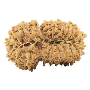 21 Mukhi Rudraksha 35.3mm 5.75gm - Rudraksha back