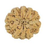 10 Mukhi Rudraksha 33mm 10.26gm - Rudraksha back