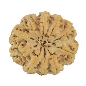 10 Mukhi Rudraksha 33mm 10.26gm - Rudraksha back