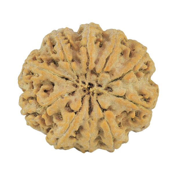 10 Mukhi Rudraksha 33mm 10.26gm - Rudraksha back