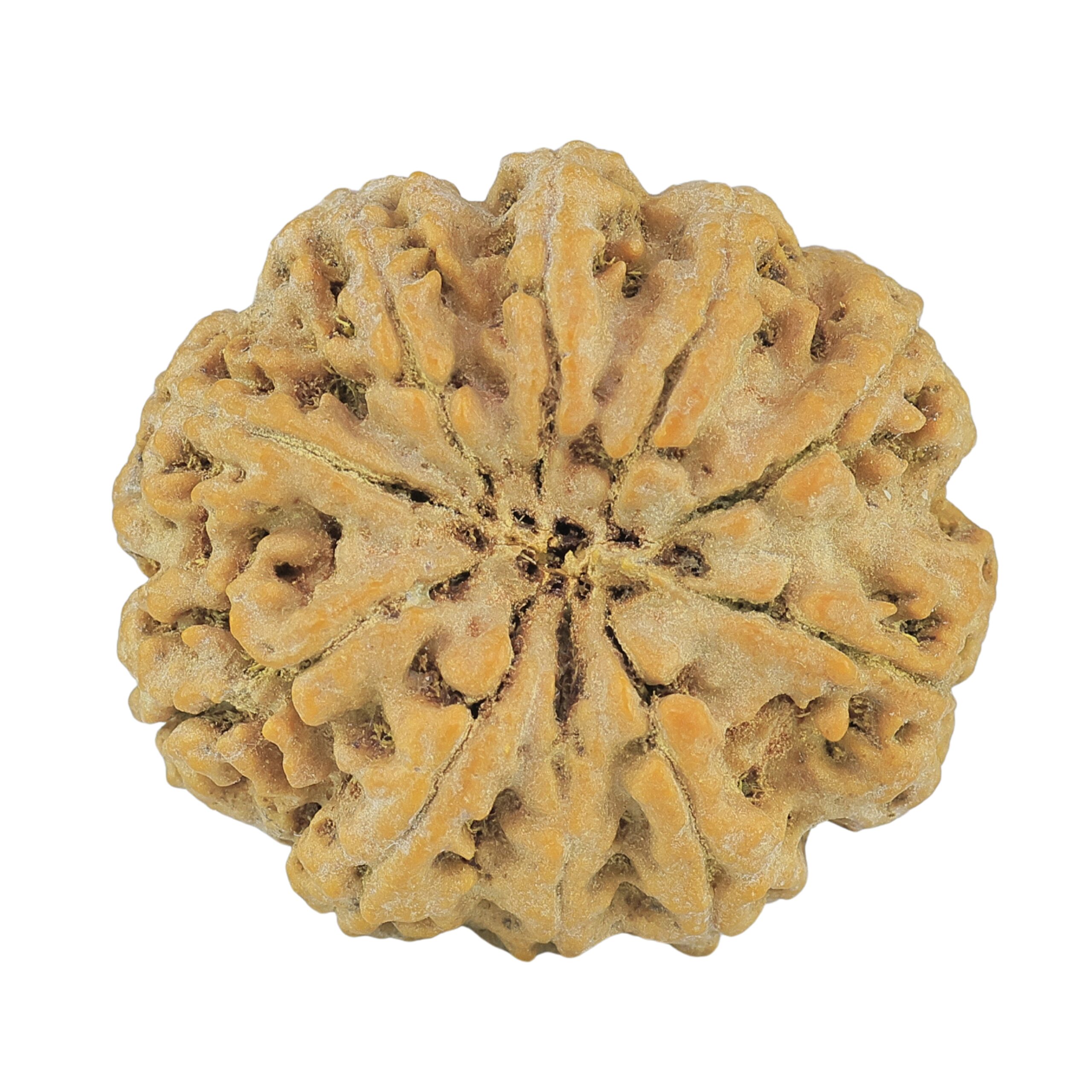 10 Mukhi Rudraksha 33mm 10.26gm - Rudraksha back
