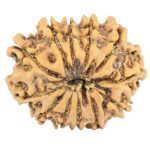 12 Mukhi Rudraksha 25.1mm 3.15gm - Rudraksha back