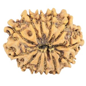 12 Mukhi Rudraksha 25.1mm 3.15gm - Rudraksha back