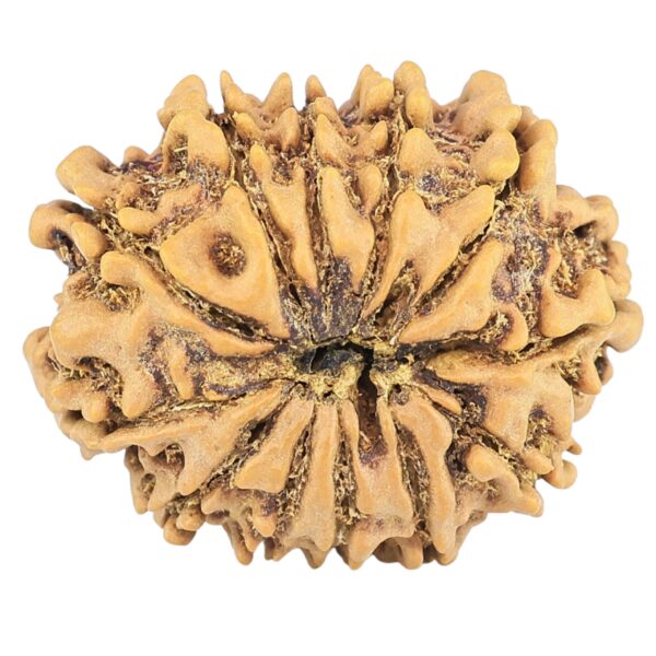 12 Mukhi Rudraksha 25.1mm 3.15gm - Rudraksha back