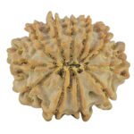 11 Mukhi Rudraksha 22.6mm 2.79gm - Rudraksha back