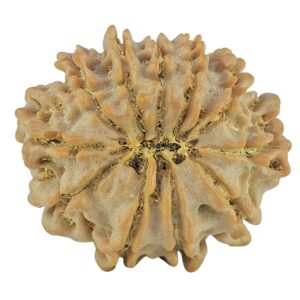11 Mukhi Rudraksha 22.6mm 2.79gm - Rudraksha back