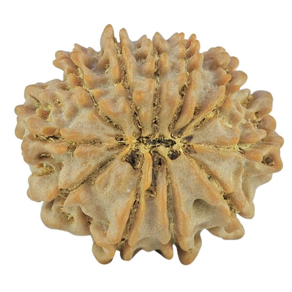 11 Mukhi Rudraksha 22.6mm 2.79gm - Rudraksha back