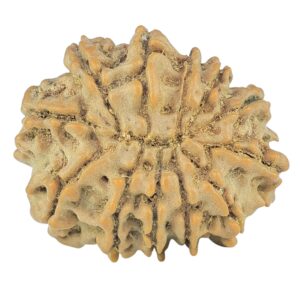 12 Mukhi Rudraksha 22.6mm 2.7gm - Rudraksha back