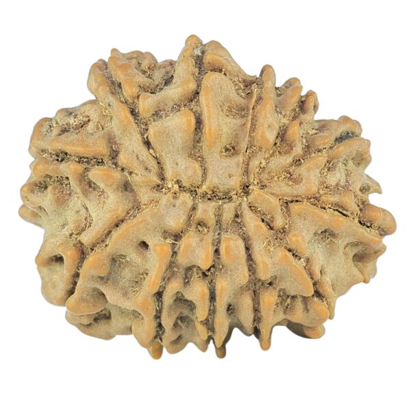 12 Mukhi Rudraksha 22.6mm 2.7gm - Rudraksha back